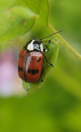 Réf. 349 542 : Cryptocephalus octopunctatus